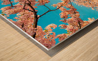 Detail macro photo of japanese cherry blossom flowers Wood print