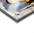 Small chick hiding in the feathers of a King Penguin at Bluff Co Acrylic print