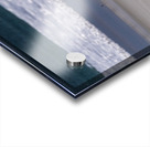 Single Gentoo penguin on Falklands walking to ocean Acrylic print