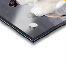 Two Gentoo penguins at Bluff Cove on Falklands walking to ocean Acrylic print