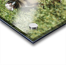 Single male magellanic penguin in plants in Punta Tombo Acrylic print