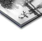 Stand of bald cypress trees rise out of water in Atchafalaya bas Acrylic print