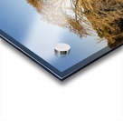 Large cypress tree in Comal River in Landa park New Braunfels in Acrylic print