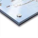 Tall reeds and green grasses sway gently against a light blue sk Acrylic print