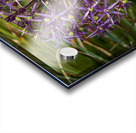 Large purple umbel of the Persian Onion or Star of Onion flower Acrylic print