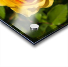 Golden butter colored single rose known as the absolutely fabulo Acrylic print