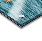 Small harbor seal in waters off Anacortes looking plaintively at Acrylic print