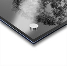 Solitary tree overlooks Waikiki in Black and White Acrylic print