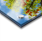 Oranges growing in courtyard of monastery Acrylic print