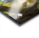 Statue of bust of Gerald Durrell in Corfu Acrylic print