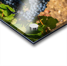 Bunches of grapes for port wine in Douro valley Acrylic print