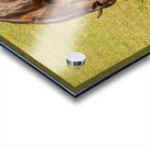 Two brown horses grazing in a meadow Acrylic print