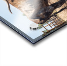 Old Longhorn bull in paddock Acrylic print