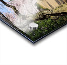 Pathway around the tidal basin during Cherry Blossom Festival Acrylic print