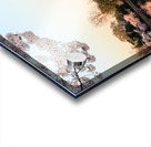 Wide Vista of Beautiful early cherry blossoms Jefferson Memorial Acrylic print