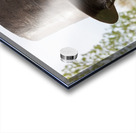 Detail of head of statue of President Lincoln Acrylic print