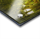 Dark Hedges road through old trees Acrylic print