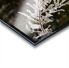 Ice covered branches start to melt to icicles Acrylic print