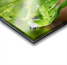 Tomato hornworm caterpillar eating plant Acrylic print