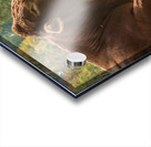 Large brown cow resting in meadow Acrylic print