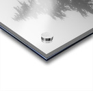 Mist and fog envelop two pine trees Acrylic print