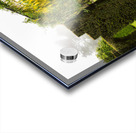 Laburnum Arch in full bloom over grass path Acrylic print