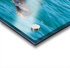 Sea Otter floating in Resurrection Bay near Seward Acrylic print