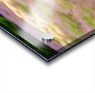 Blurred lavender plants in blossom in early July Acrylic print