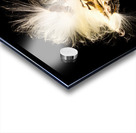 Macro photo of swamp milkweed seed pod Acrylic print