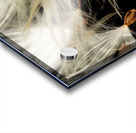 Macro photo of swamp milkweed seed pod Acrylic print