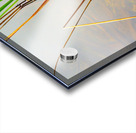 Empty bed of reeds in Everglades Florida Acrylic print