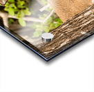 Small Key Deer in woods Florida Keys Impression Acrylique