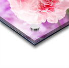Delicate close up of petals of a carnation Acrylic print