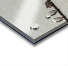 Colony of Imperial Cormorant seabirds in Punta Arenas Chile Acrylic print