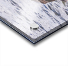 Imperial Cormorant seabird on rock in Punta Arenas Chile Acrylic print