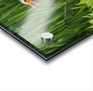 Mandarin Duck on the lakeshore at the Mere in Ellesmere  Acrylic print