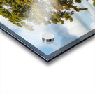 Large bald cypress trees rise out of water in Atchafalaya basin Acrylic print