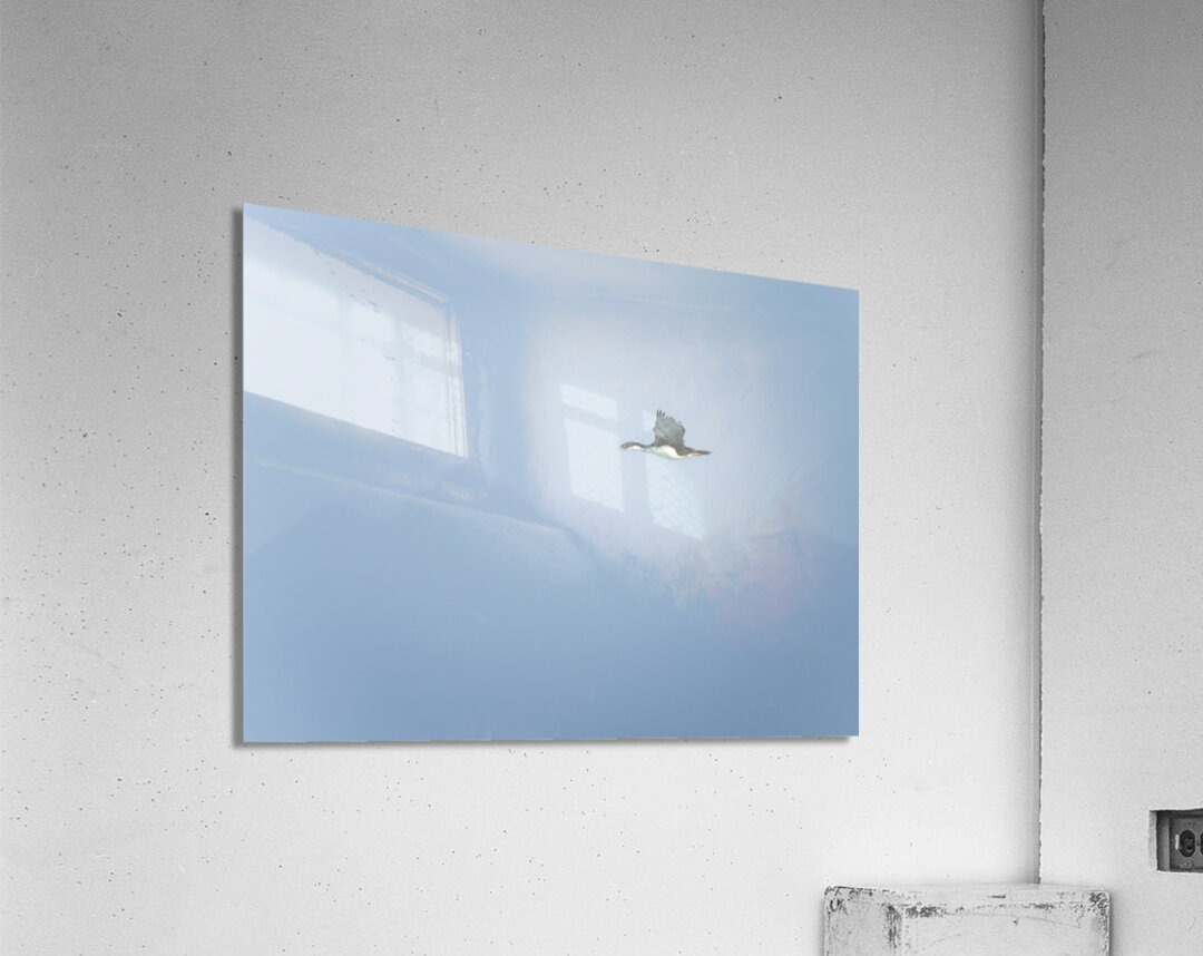 Imperial Shag or Cormorant flying by Cape Horn in Chile Acrylic Print