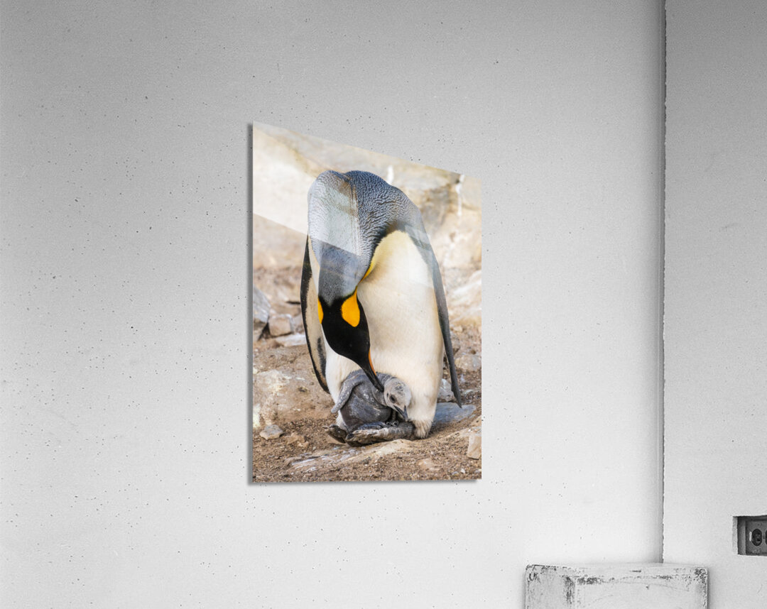Small chick hiding in the feathers of a King Penguin at Bluff Co Acrylic Print