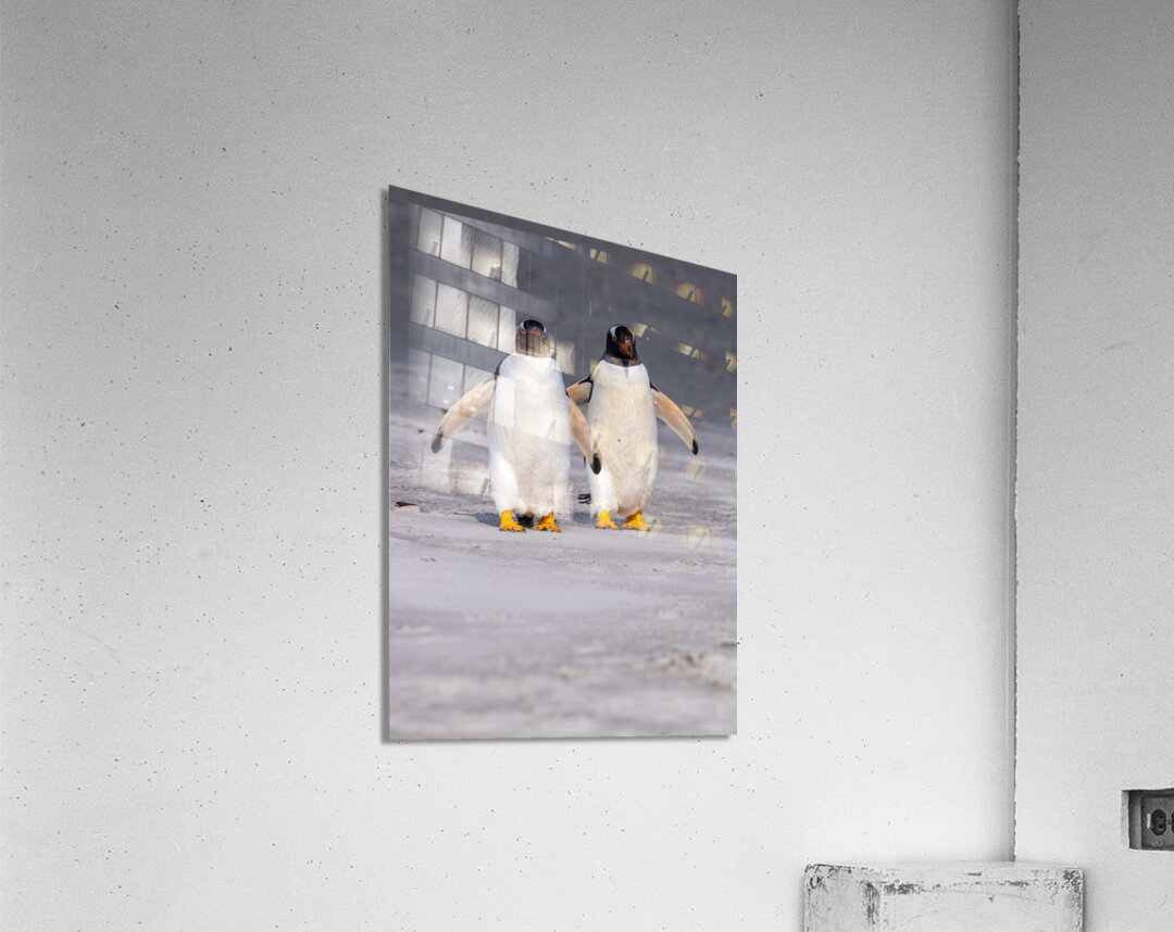 Two Gentoo penguins at Bluff Cove on Falklands walking to ocean Acrylic Print