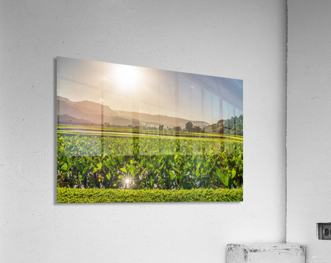 Verdant taro fields thrive under the Hawaiian sun near Hanalei B Acrylic Print