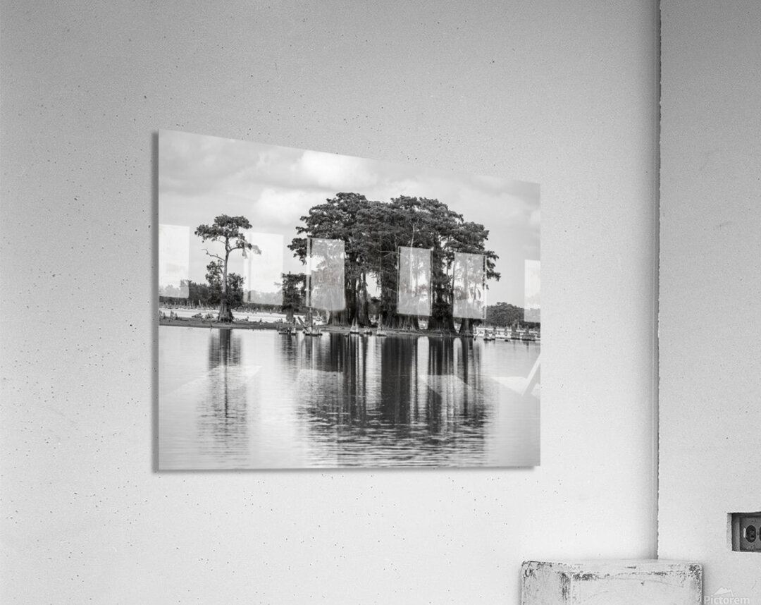 Stand of bald cypress trees rise out of water in Atchafalaya bas Acrylic Print