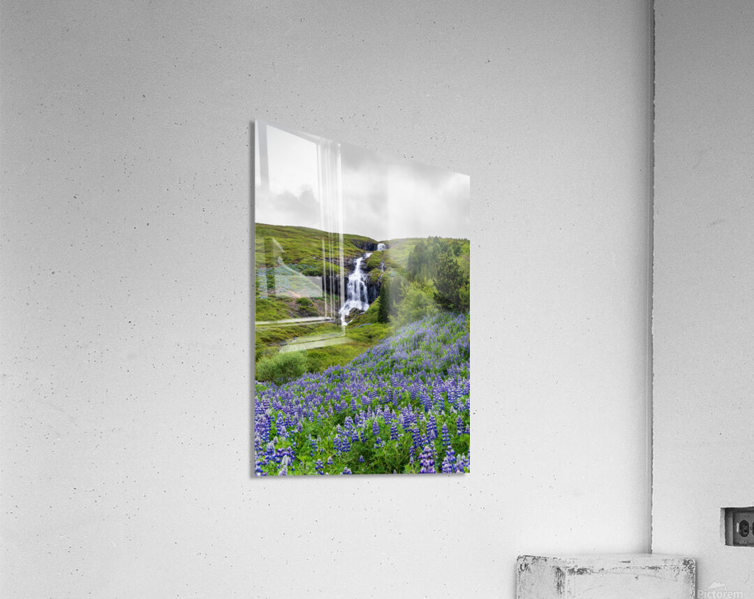 Waterfall in Tunhudalur valley near Isafjordur Iceland with lupi Impression acrylique