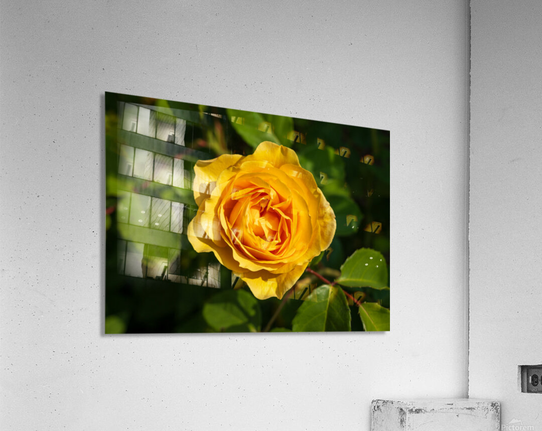 Golden butter colored single rose known as the absolutely fabulo Acrylic Print