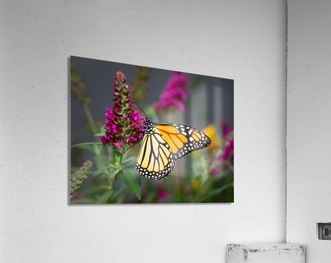 Close up of beautiful Monarch butterfly feeding in garden Acrylic Print