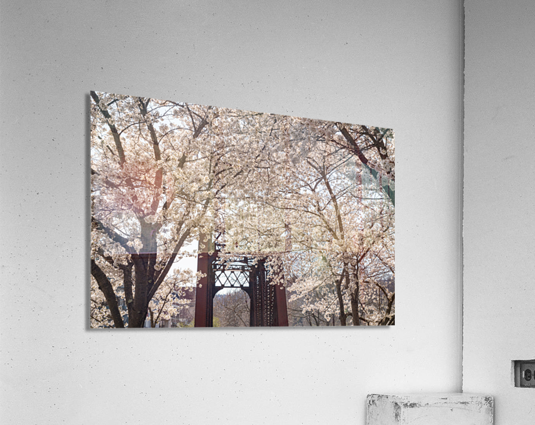 Blossoms by the steel girder bridge carries the bike walking trail Acrylic Print