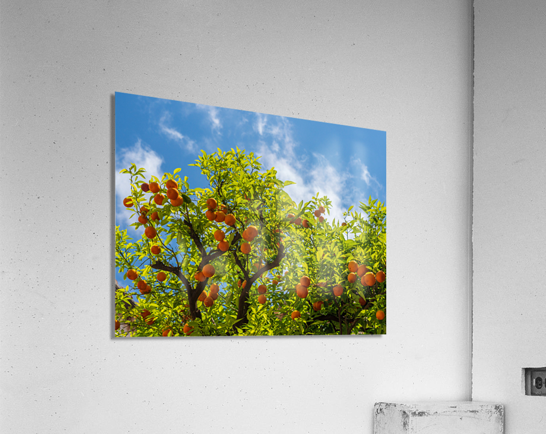 Oranges growing in courtyard of monastery Acrylic Print
