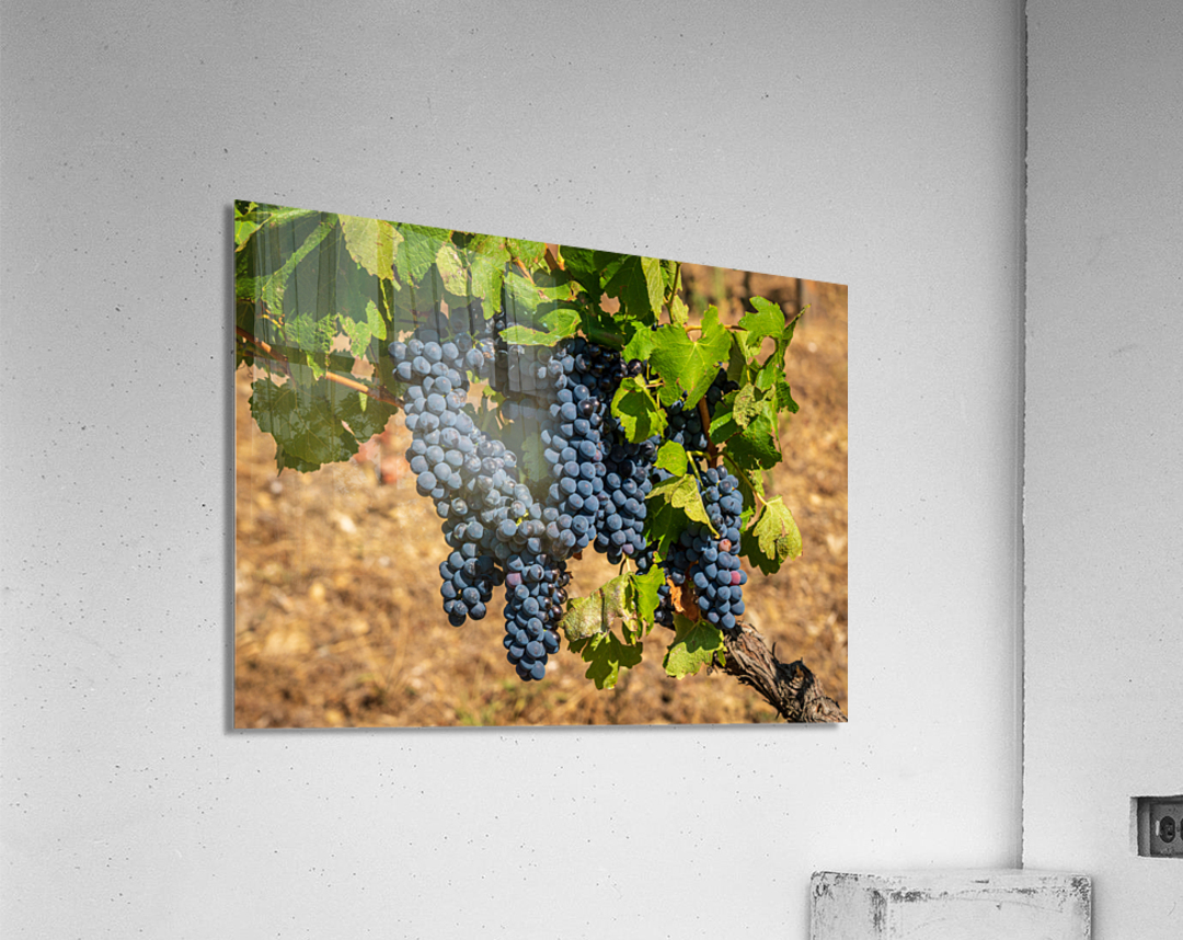 Bunches of grapes for port wine in Douro valley Acrylic Print