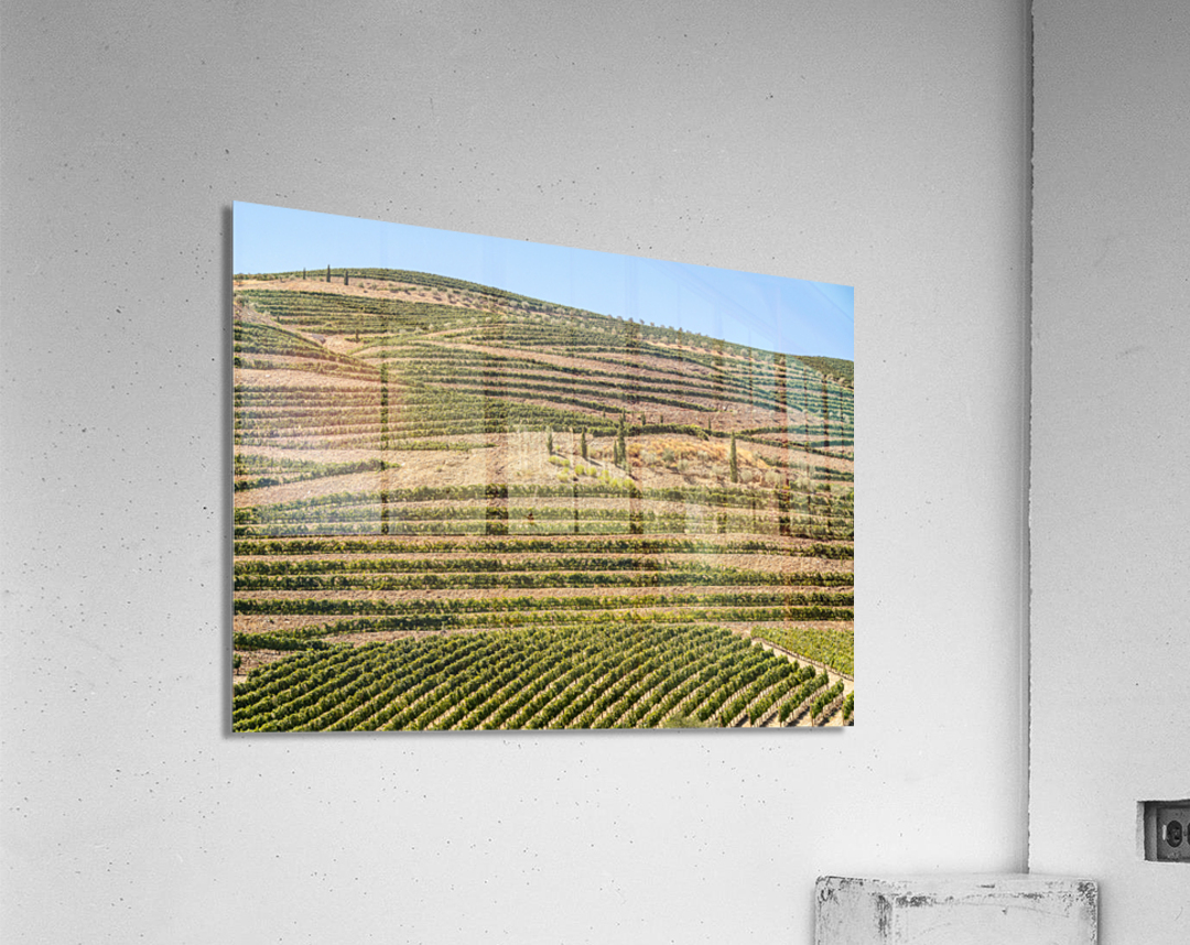Terraced rows of vines by river Douro in Portugal Acrylic Print