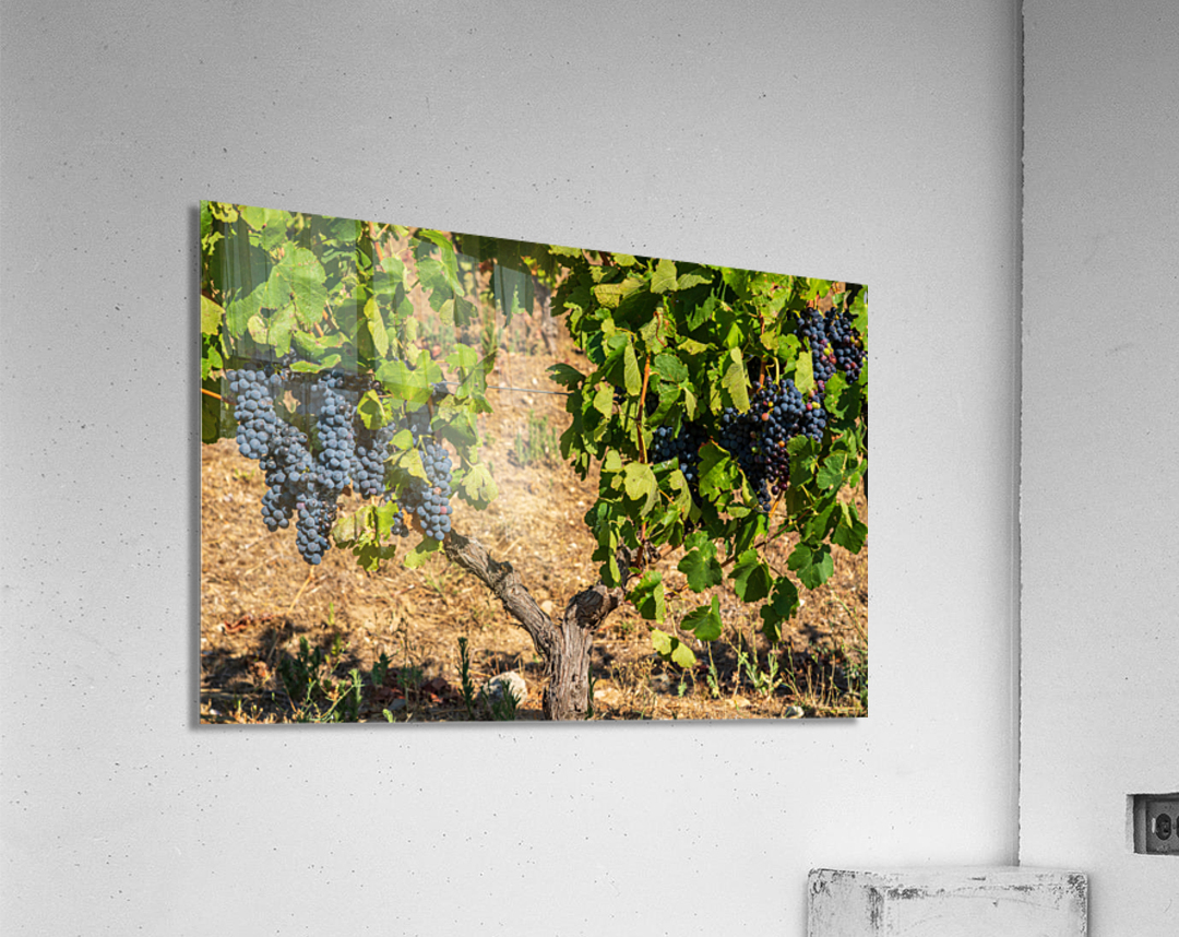 Grapes for port wine by the River Douro Acrylic Print